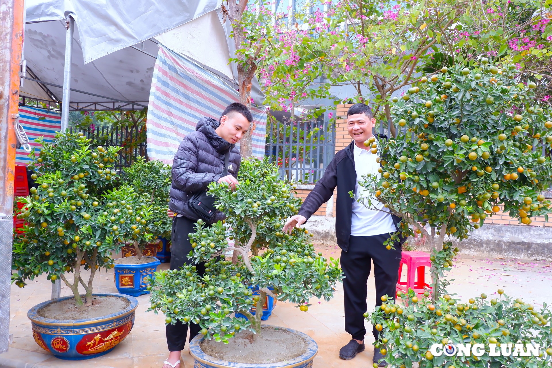 thanh hoa dao co buoi the nhon nhip xuong pho hinh 1