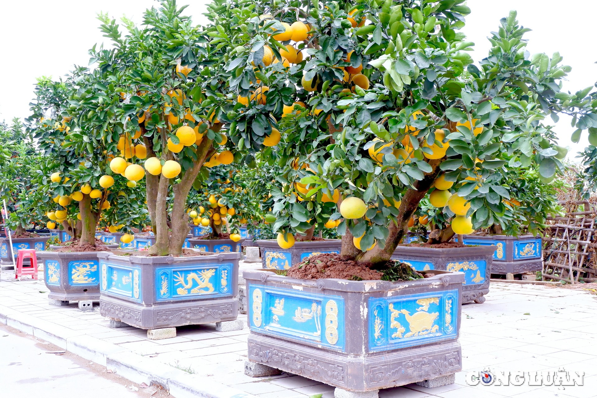 thanh hoa dao co buoi the nhon nhip xuong pho hinh 2