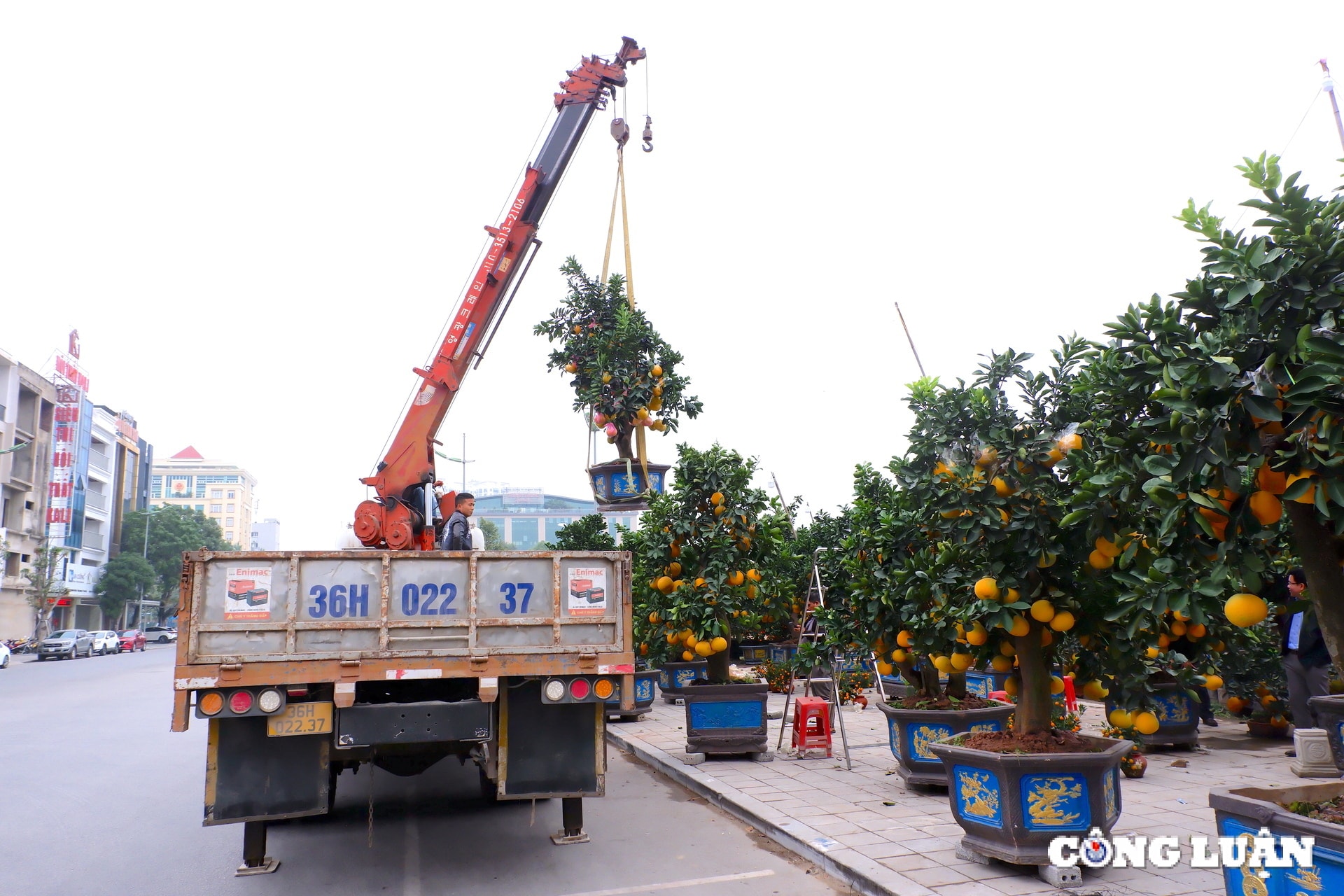 thanh hoa dao co buoi the nhon nhip xuong pho hinh 7