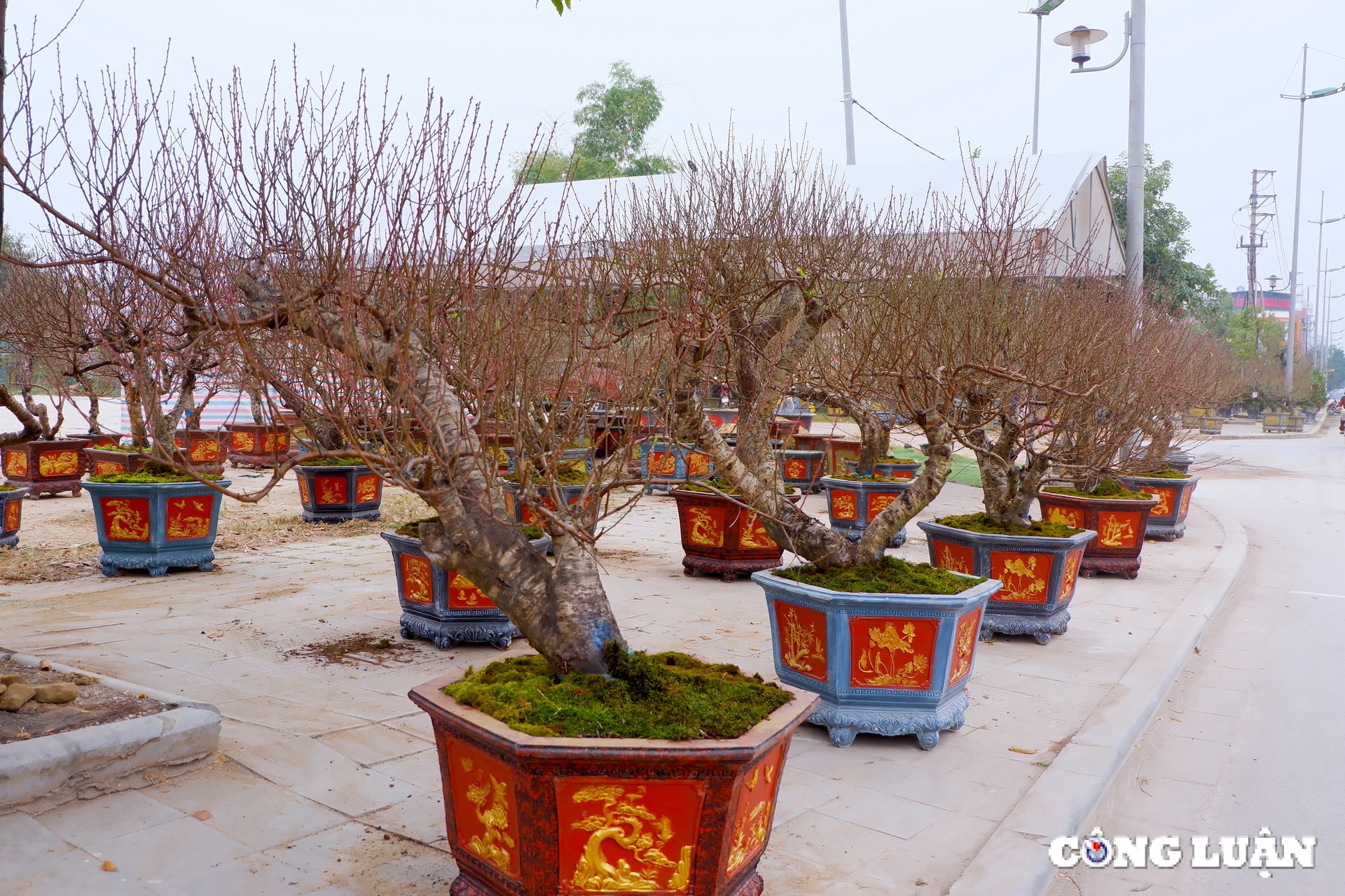 thanh hoa dao co buoi the nhon nhip xuong pho hinh 5
