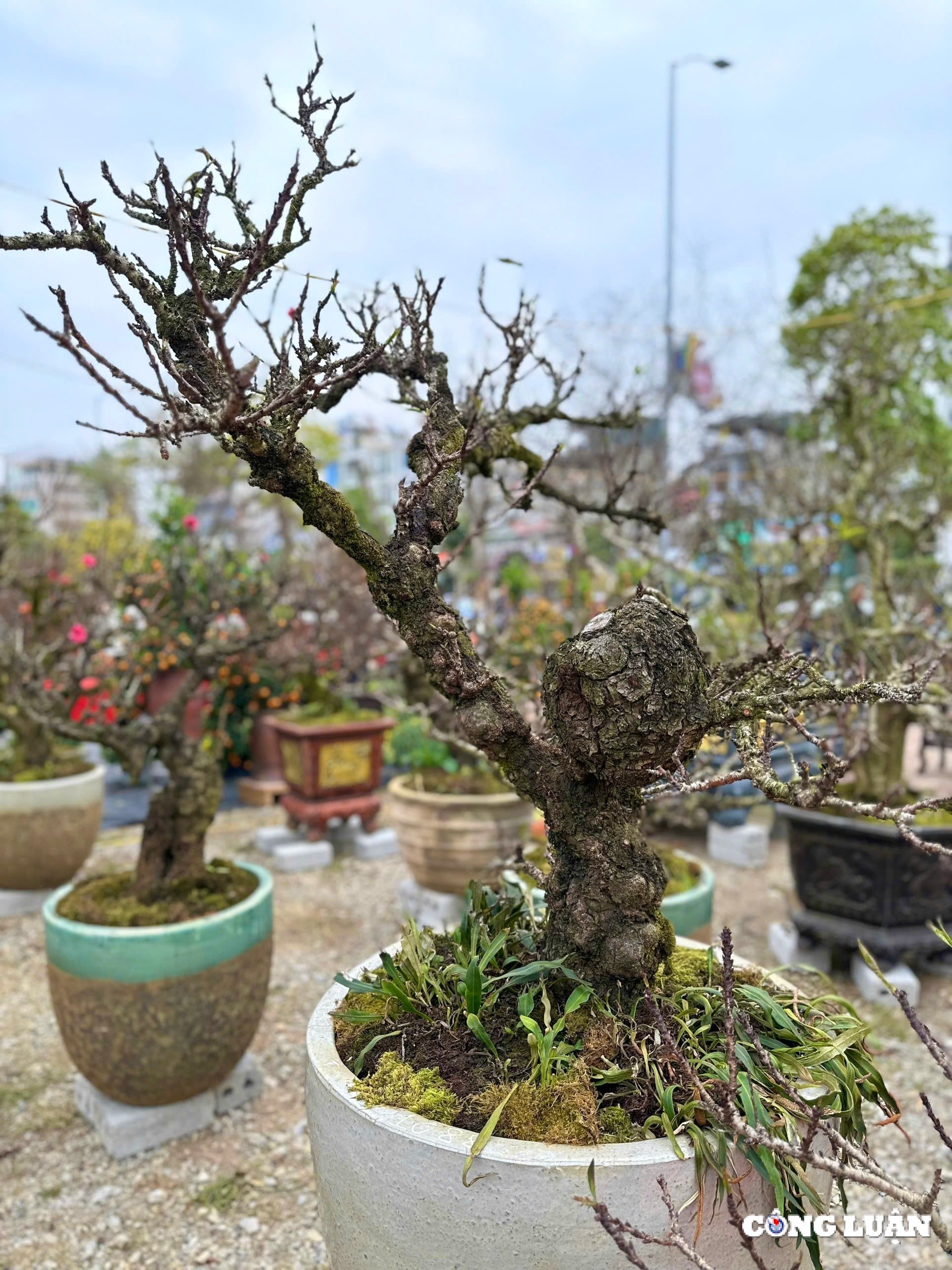 tp hai duong dao that thon hut khach dip tet nguyen dan at ty 2025 hinh 6