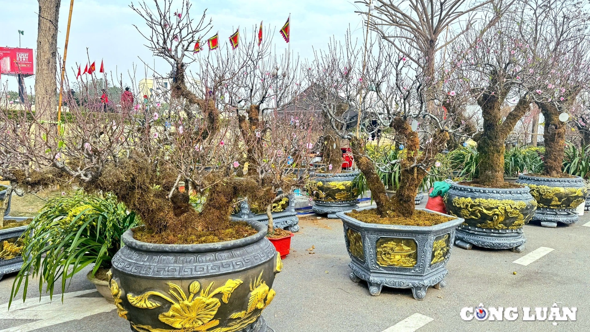cho tet phu tho nhon nhip voi nhung goc dao co reu phong khung hinh 1