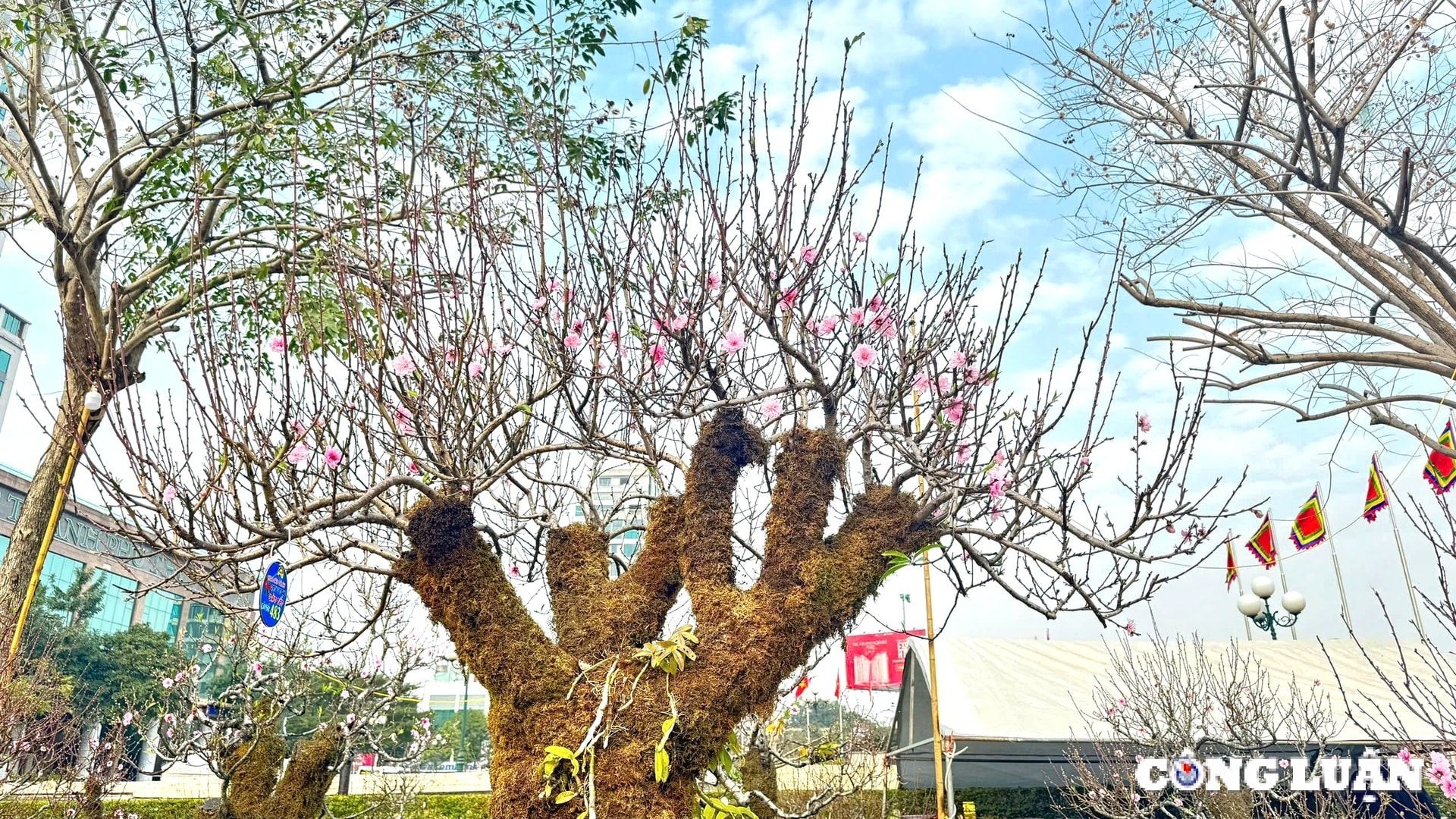 cho tet phu tho nhon nhip voi nhung goc dao co reu phong khung hinh 2