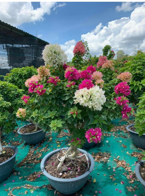 nhung loai hoa giay duoc yeu thich nhat hien nay hinh 4