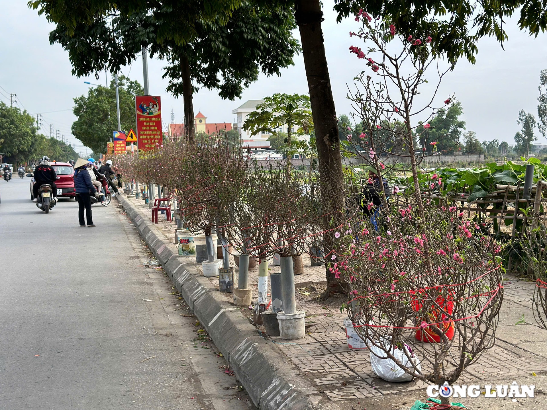 tp hai duong dao phai dao huyen gia tam trung dat khach mua chieu 29 tet hinh 6