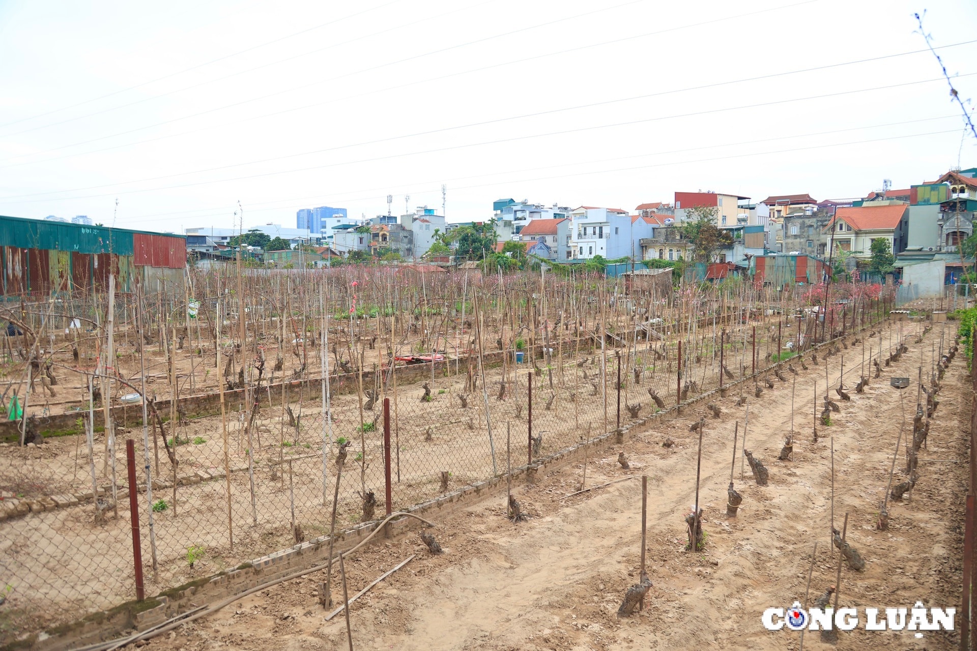 nha vuon tai nhat tan tat bat tia canh cai tao dat cham soc dao sau vu tet 2025 hinh 10
