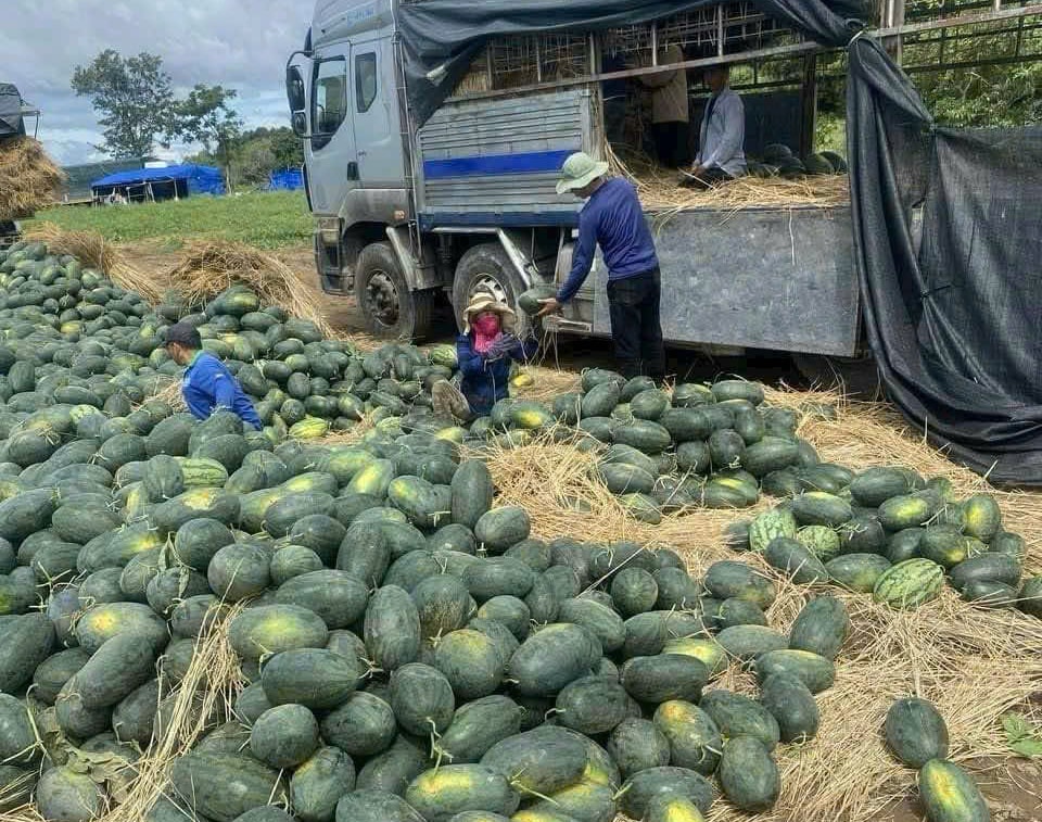 vu dua dang o vung dong nam gia lai hinh 2
