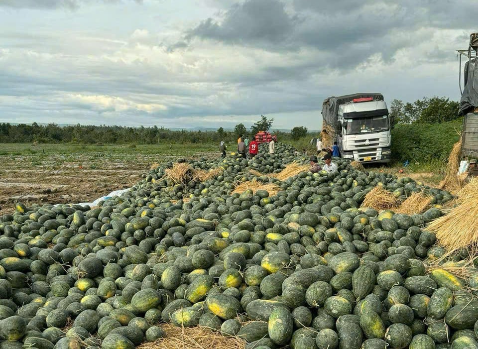 vu dua dang o vung dong nam gia lai hinh 5