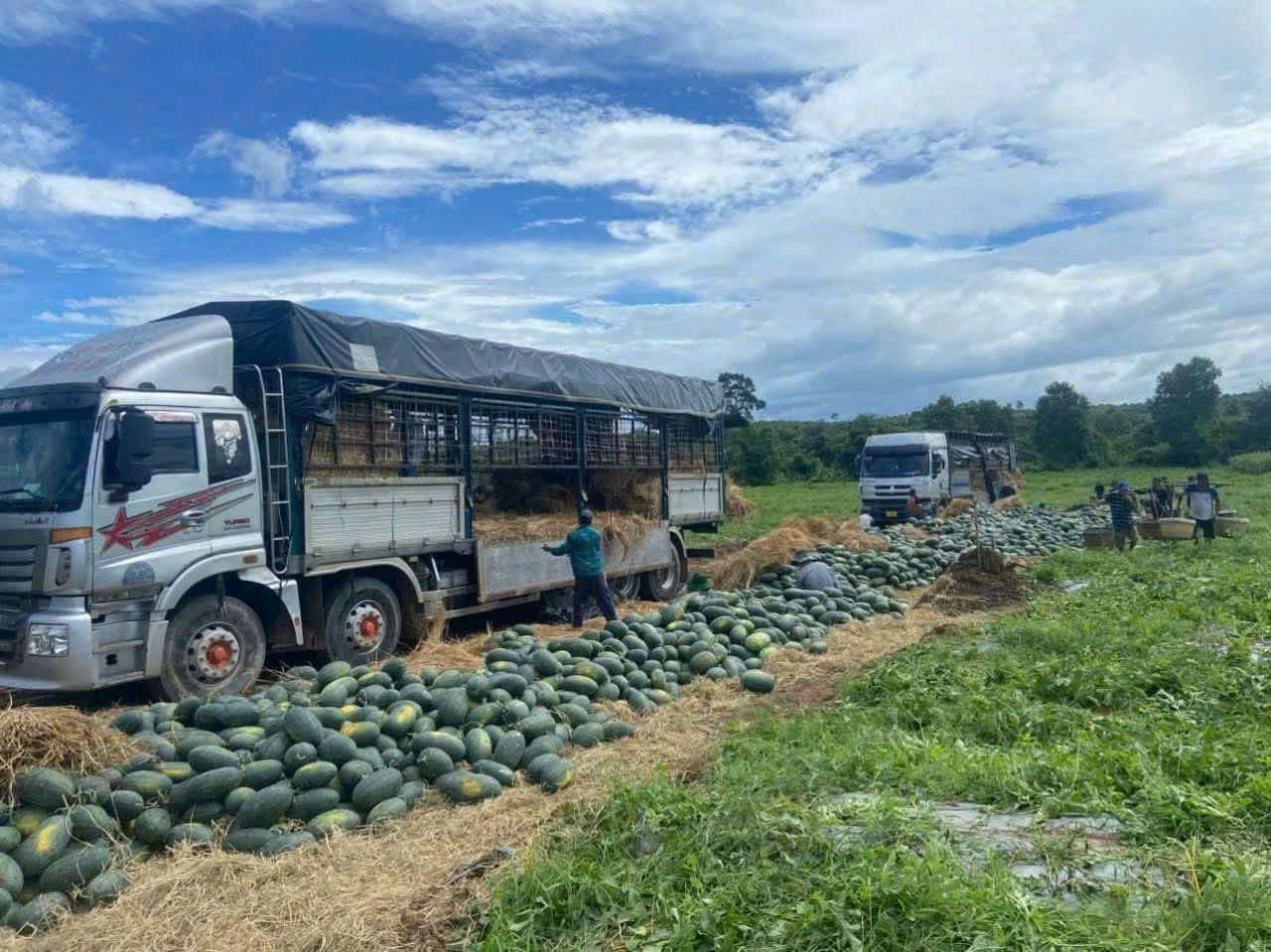 vu dua dang o vung dong nam gia lai hinh 1