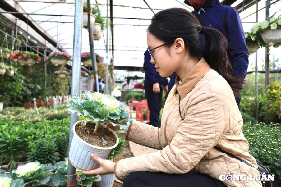 thu choi hoa doc la loai hoa vua de cam vua co the an hinh 4