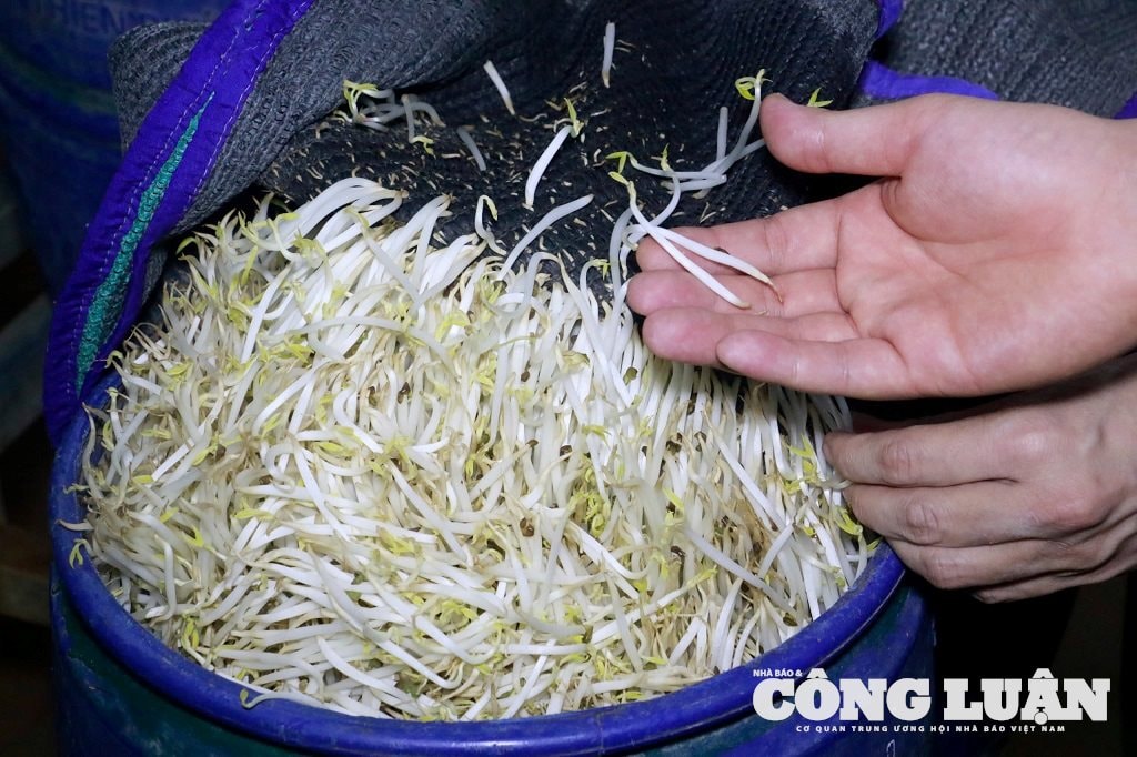 Để tăng sản lượng, giá đỗ to, mập và đẹp mắt hơn, kéo dài thời gian bảo quản, thu lợi nhuận cao hơn mức bình thường, các đối tượng đã sử dụng “nước kẹo” để tưới vào các lu giá đỗ trong quá trình sản xuất
