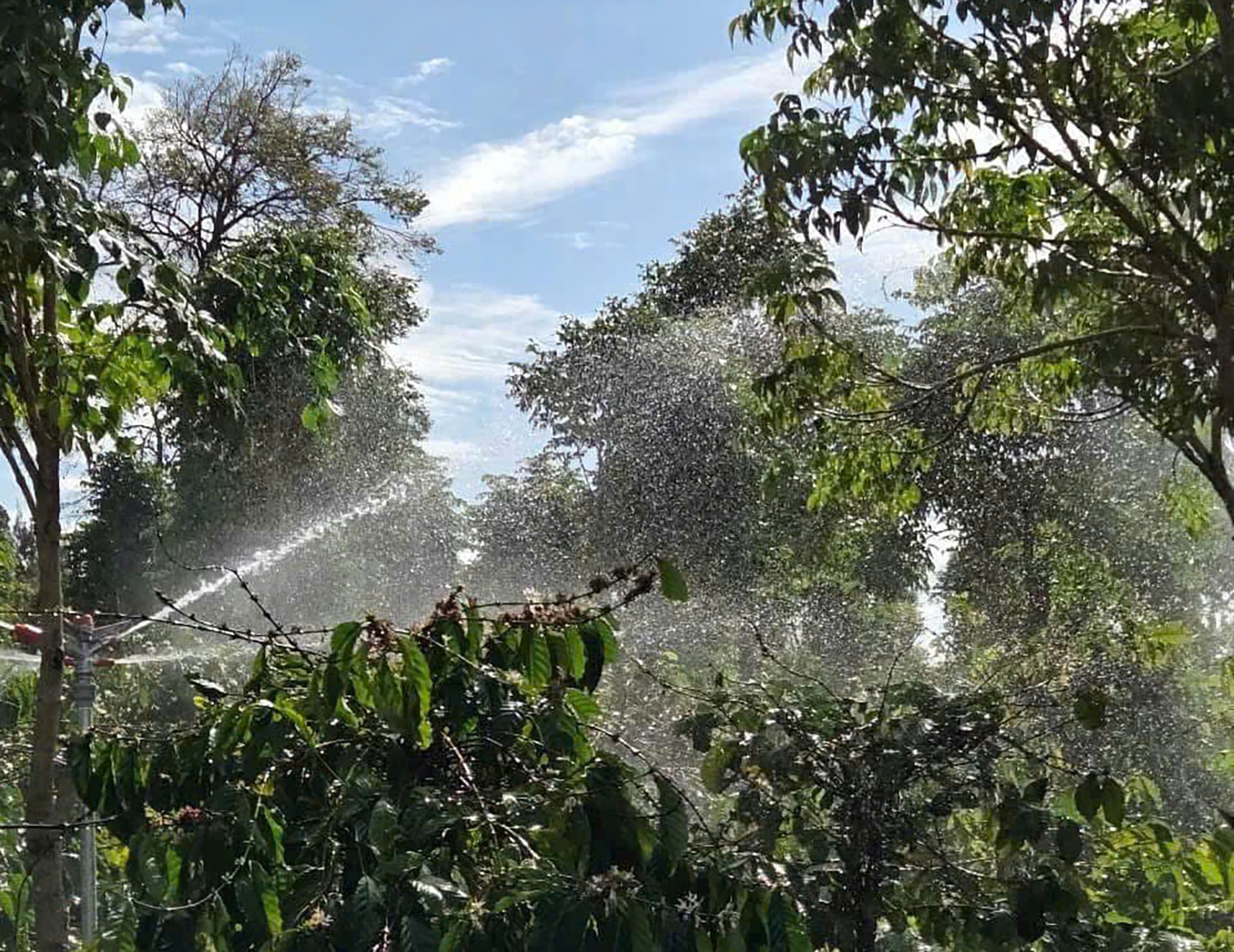 Người dân tưới cà phê