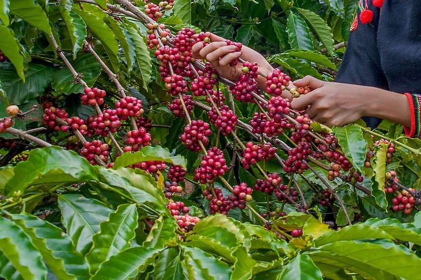 Giá nông sản hôm nay 23/5/2025: Cà phê tăng nhẹ, hồ tiêu giữ giá mức cao