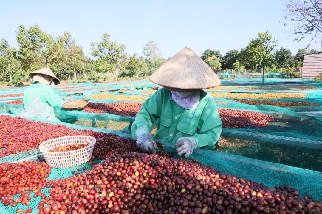 Giá nông sản hôm nay 24/5/2025: Thị trường cà phê và hồ tiêu đồng loạt giảm
