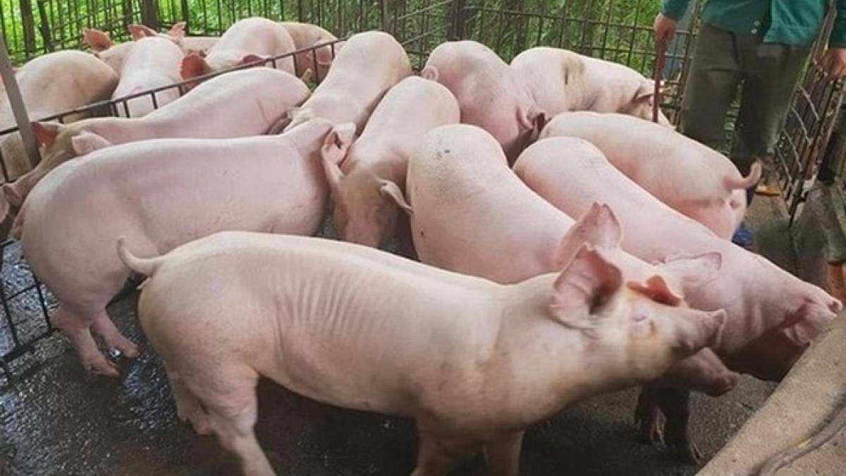 Giá heo hơi hôm nay 25/4: Miền Nam tiếp tục ổn định