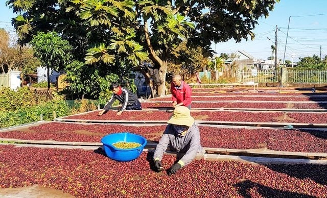 Giá nông sản hôm nay 27/5/2025: Giá cà phê và hồ tiêu đều không đổi, nhưng giá thấp thì nông dân không muốn bán