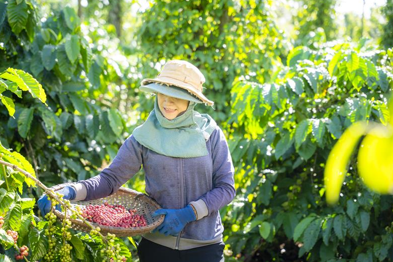 Ảnh 2.NESCAFÉ Plan là minh chứng tiêu biểu cho những nỗ lực phát triển bền vững, tiến tới mục tiêu 'tái tạo' và 'tái sinh' hệ sinh thái của Nestlé Việt Nam.