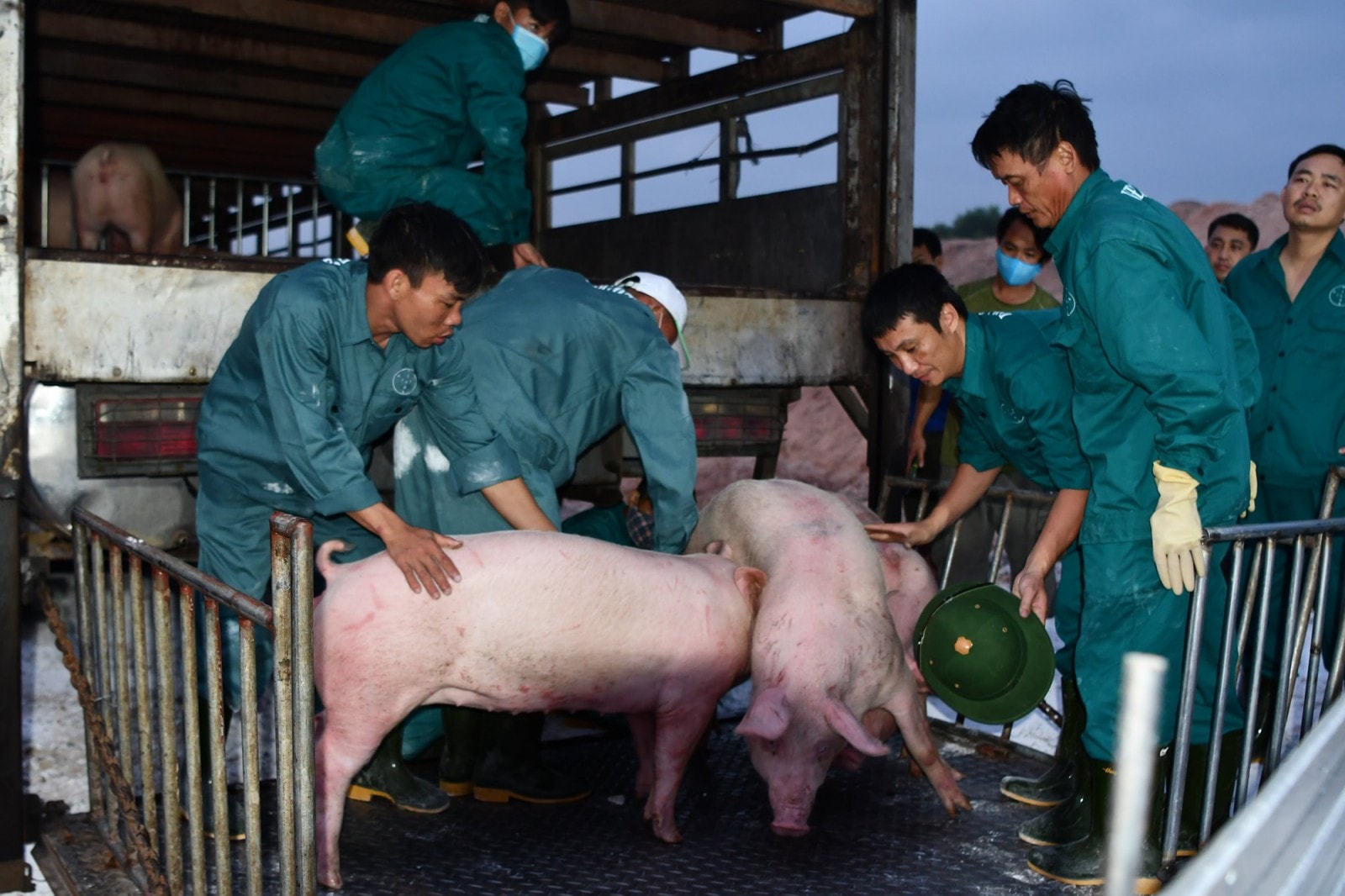 Giá heo hơi hôm nay 12-6: Doanh nghiệp đăng ký nhập hàng nghìn con lợn từ Thái Lan, giá heo hơi ra sao? - Báo An Giang Online