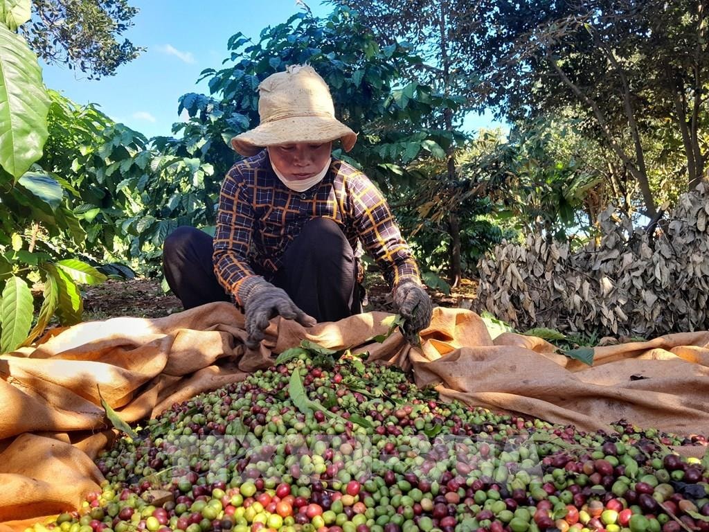 Giá nông sản hôm nay 30/5/2025: Giá cà phê và hồ tiêu trong nước tiếp đà lao dốc