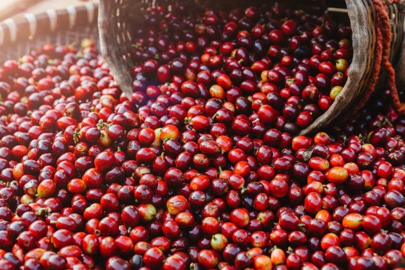 Giá nông sản hôm nay 31/5/2025: Giá cà phê trượt mạnh sát mốc 180.000 đồng/kg, nông dân đứng trước nguy cơ lỗ nặng