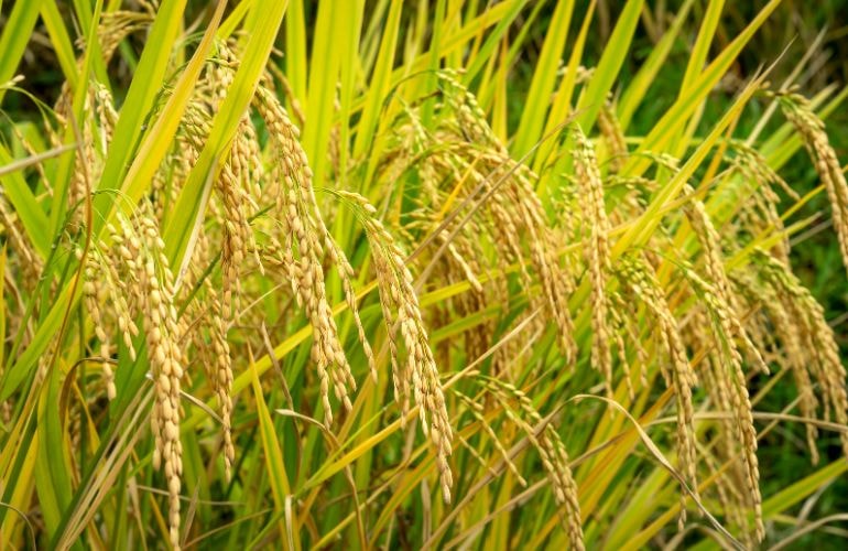 9 điều thú vị về lúa gạo chắc chắn bạn chưa biết - Swissfertz Vietnam Co., Ltd..