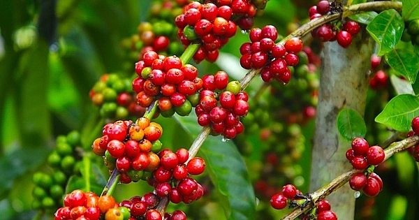 Giá nông sản ngày 1/6/2025: Giá cà phê và hồ tiêu liên tục rớt giá