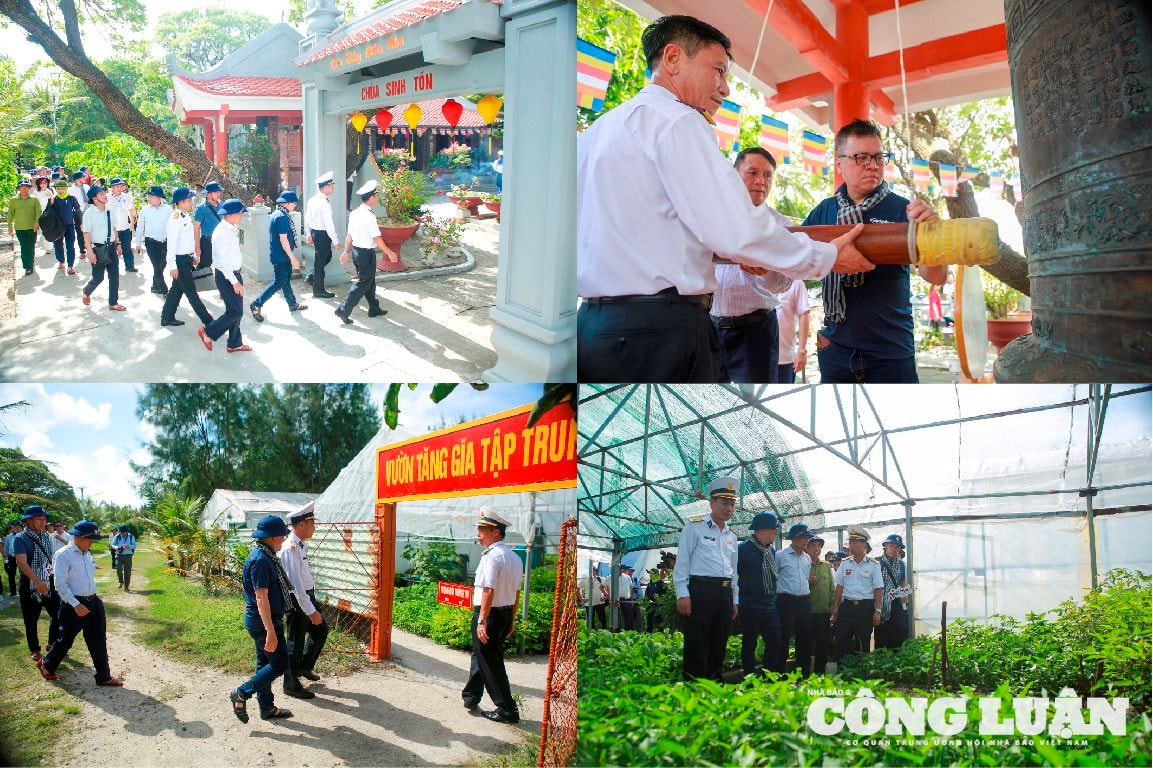 rau đảo
