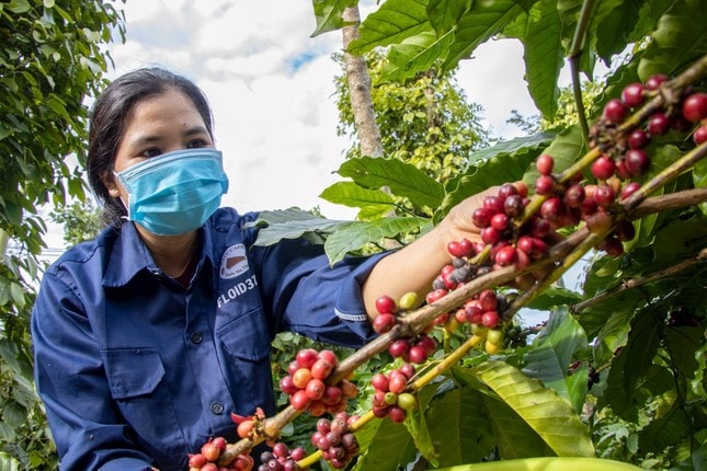 Giá nông sản ngày 3/6/2025: Giá cà phê ổn định khi giá tiêu tăng nhẹ