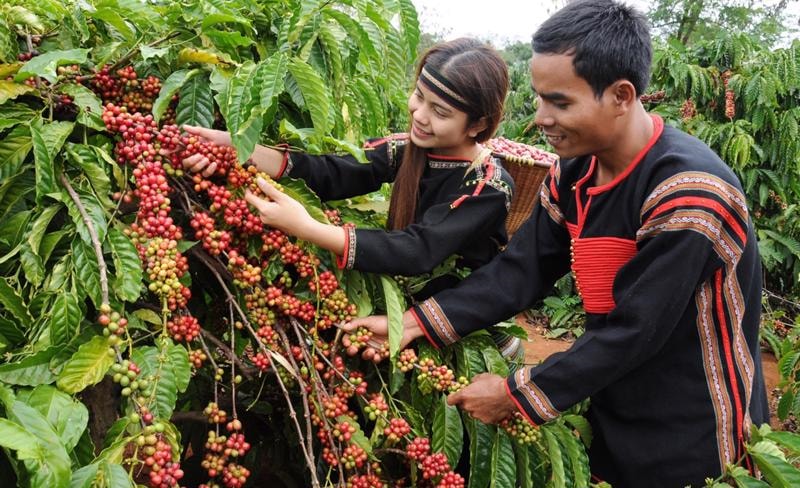 Giá cà phê ngày 2/6: Tháng 5 giảm mạnh trên cả 2 sàn