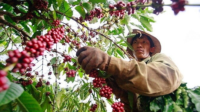 Giá nông sản ngày 4/6/2025: Cà phê và hồ tiêu đồng loạt rớt giá