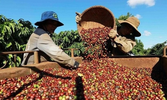 Giá nông sản hôm nay ngày 5/6/2025: Giá cà phê trong nước và giá tiêu xuất khẩu lao dốc