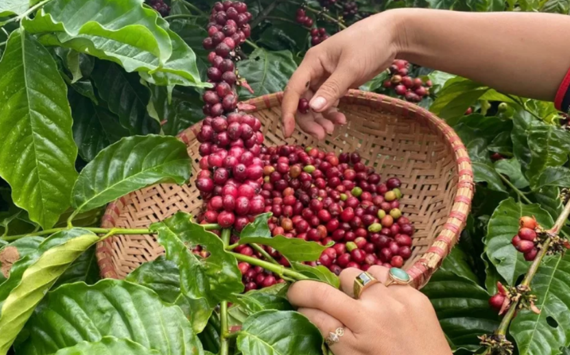 Giá nông sản