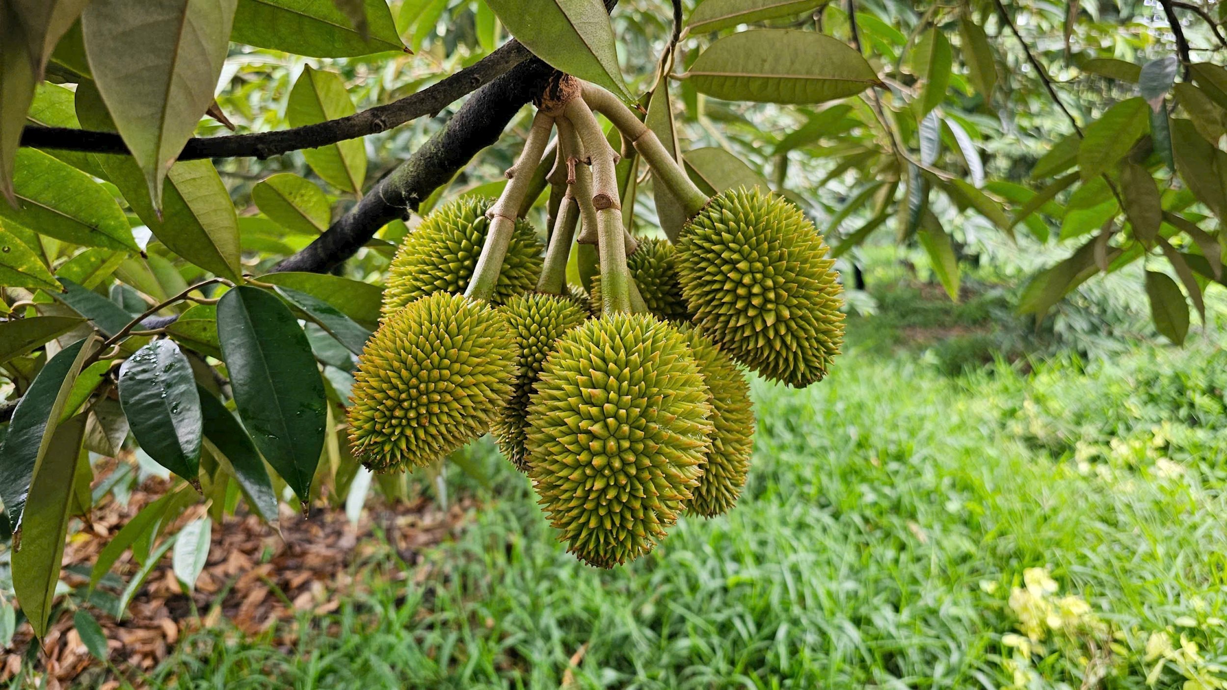 bon-phan-nuoi-trai.jpg
