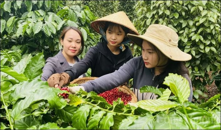 Giá nông sản hôm nay ngày 11/6/2025: Giá cà phê tăng mạnh, giá tiêu duy trì ổn định