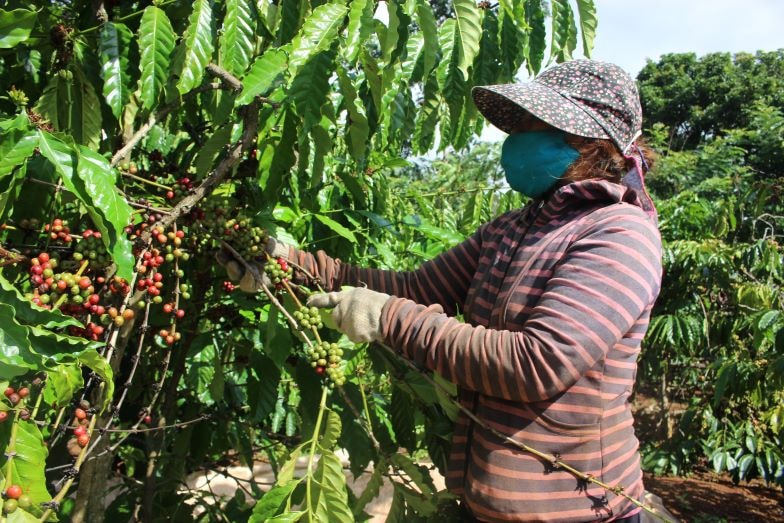 Giá nông sản hôm nay ngày 12/6/2025: Giá cà phê cùng giá tiêu trong nước lao dốc