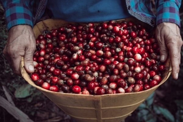 Giá nông sản hôm nay ngày 14/6/2025: Giá cà phê tăng trở lại, hồ tiêu ổn định