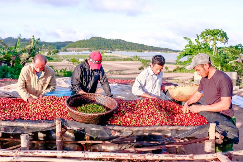 Giá nông sản hôm nay ngày 13/6/2025: Giá cà phê giảm nhẹ, hồ tiêu ổn định