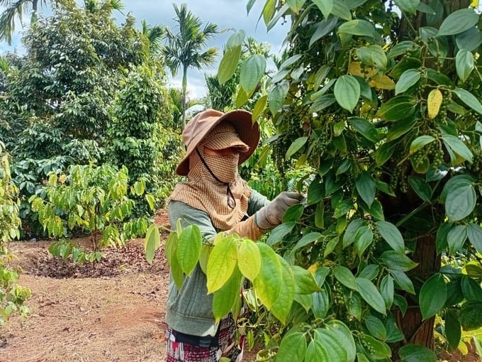 Giá nông sản hôm nay ngày 15/6/2025: Giá hồ tiêu và cà phê lao dốc