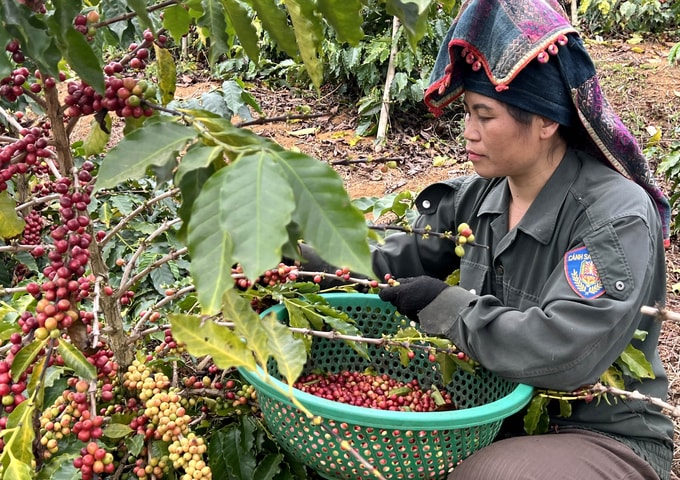 Giá nông sản hôm nay ngày 17/6/2025: Giá hồ tiêu và cà phê tiếp tục giảm mạnh