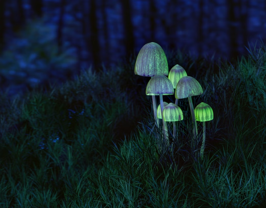 untitled(8).png