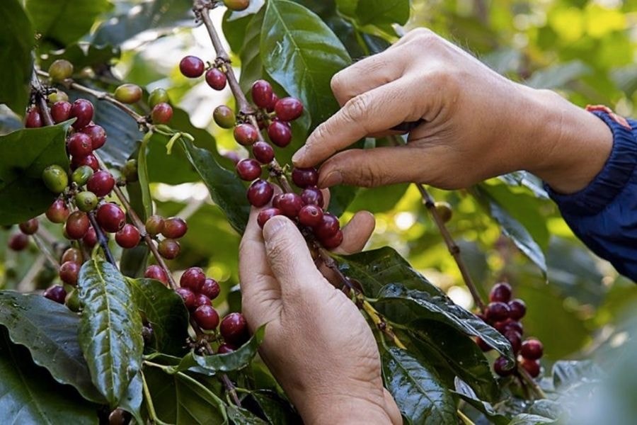 Giá nông sản hôm nay ngày 22/6/2025: Giá cà phê