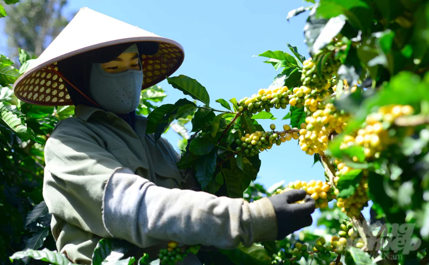 Giá nông sản hôm nay ngày 25/6/2025: Giá cà phê phục hồi sau chuỗi ngày lao dốc