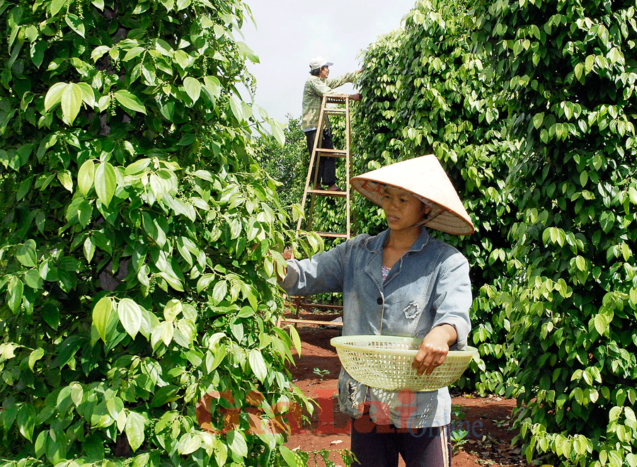 Giá nông sản hôm nay ngày 2/7/2025: Cà phê và hồ tiêu tiếp đà tăng