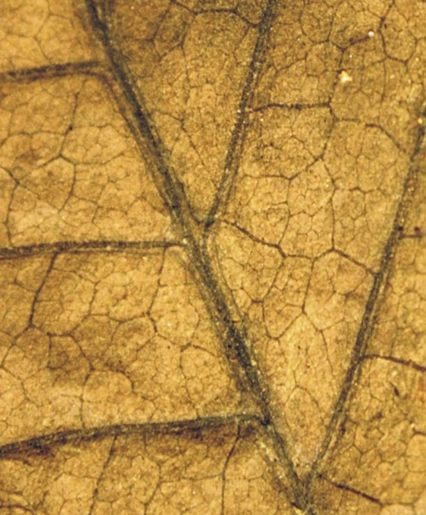 Screenshot 2025-07-03 102648