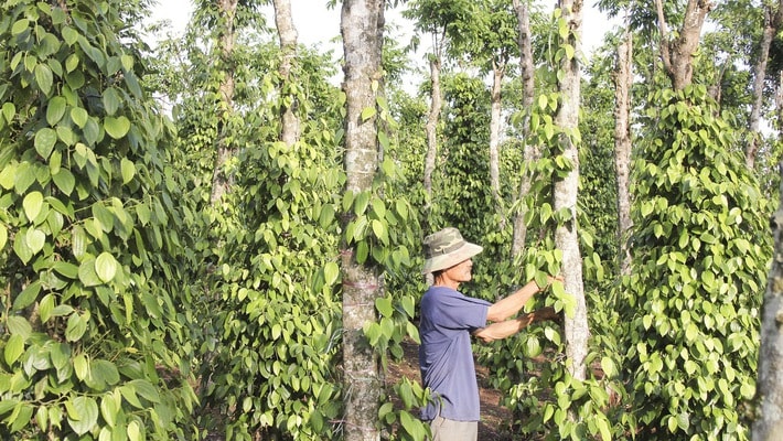 Giá nông sản hôm nay ngày 5/7/2025: Giá tiêu tiếp tục giảm