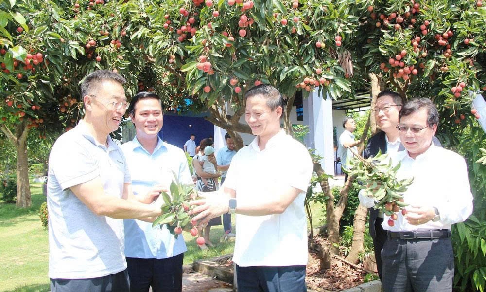 vải (1)