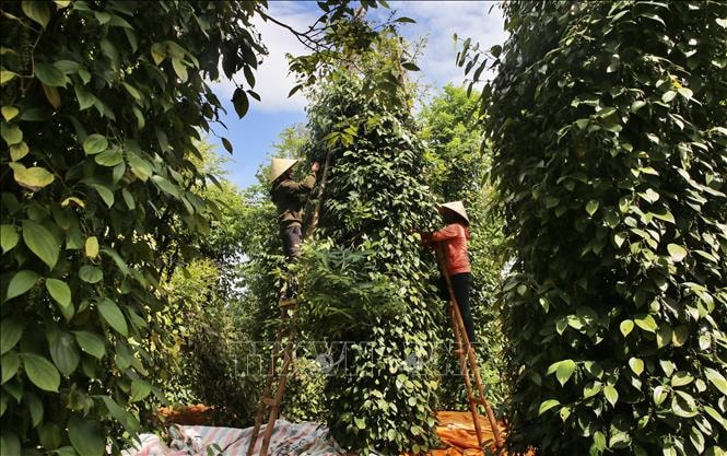 Giá nông sản hôm nay ngày 7/7/2025: Duy trì mức ổn định