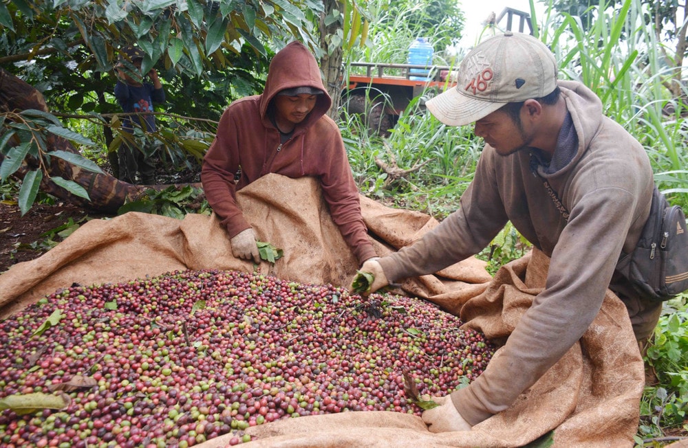 Giá nông sản hôm nay ngày 9/7/2025: Đồng loạt lao dốc