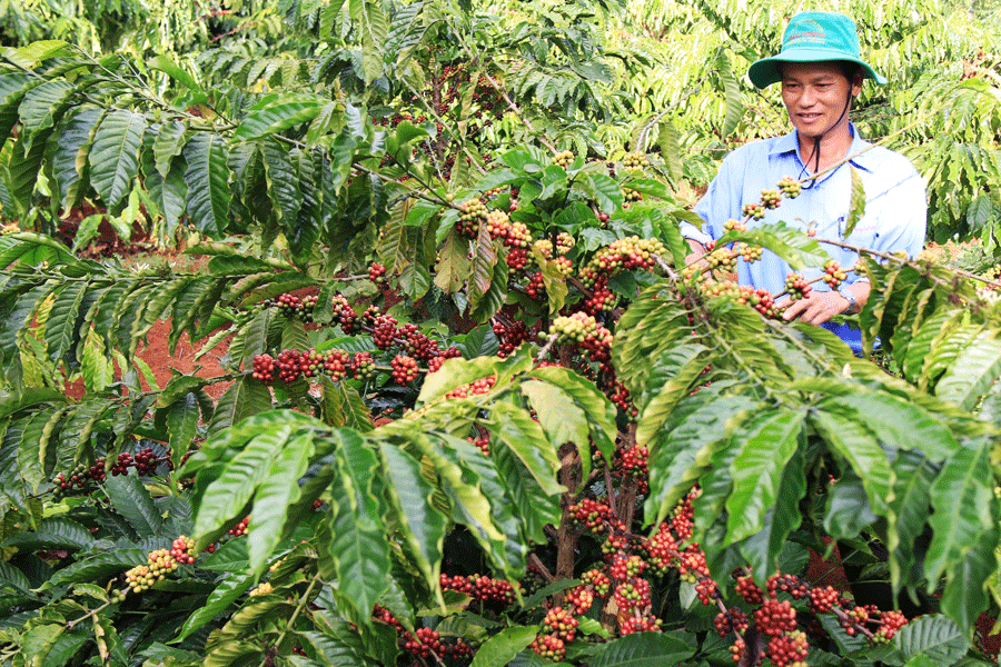 Giá nông sản hôm nay ngày 11/7/2025: Giá cà phê bất ngờ lao dốc
