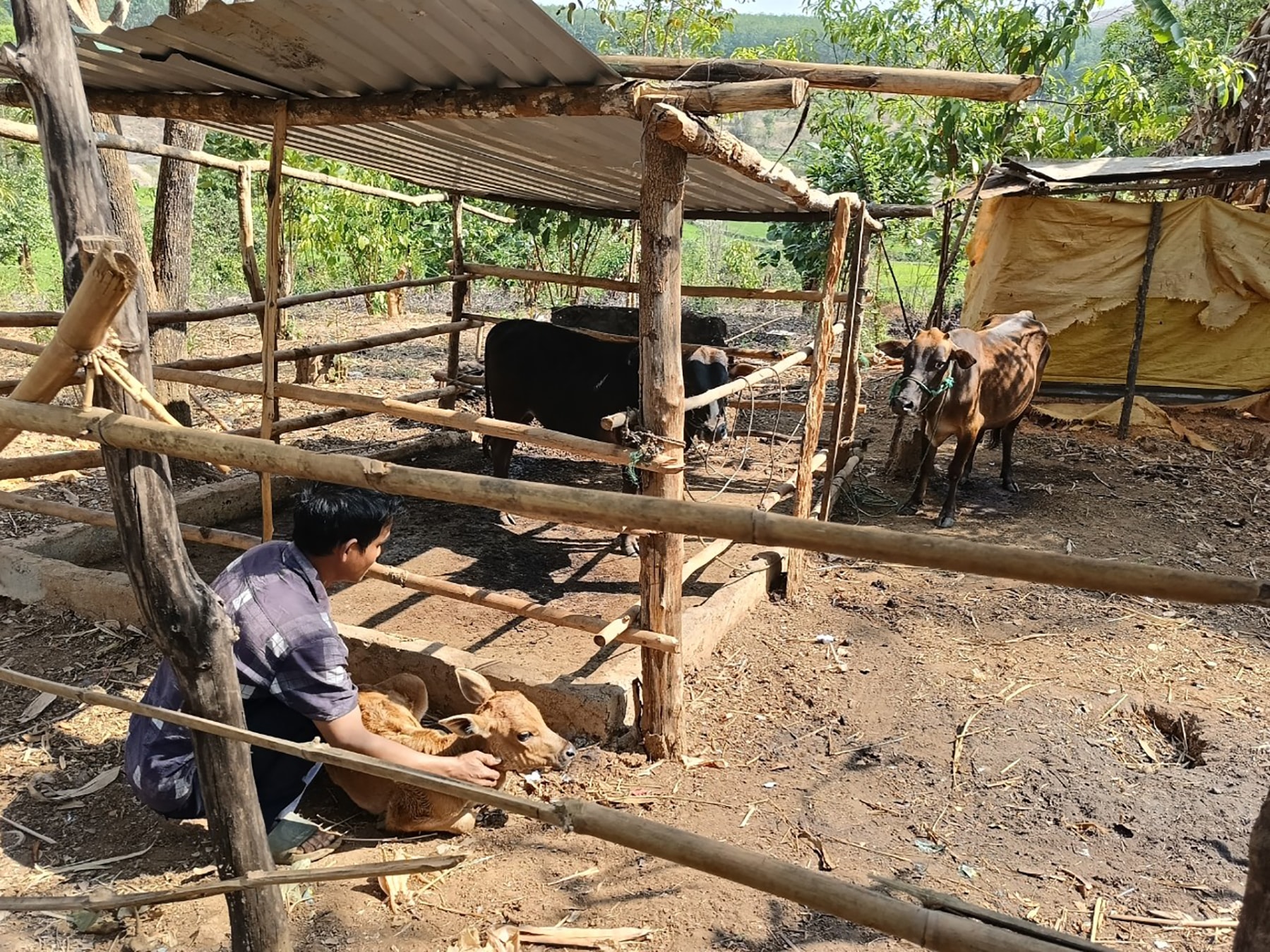 Mô hình chăn nuôi bò để thoát nghèo